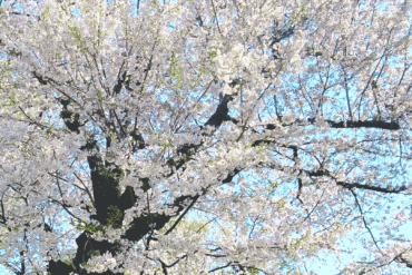 アイキャッチ画像と本文中に挿入される画像